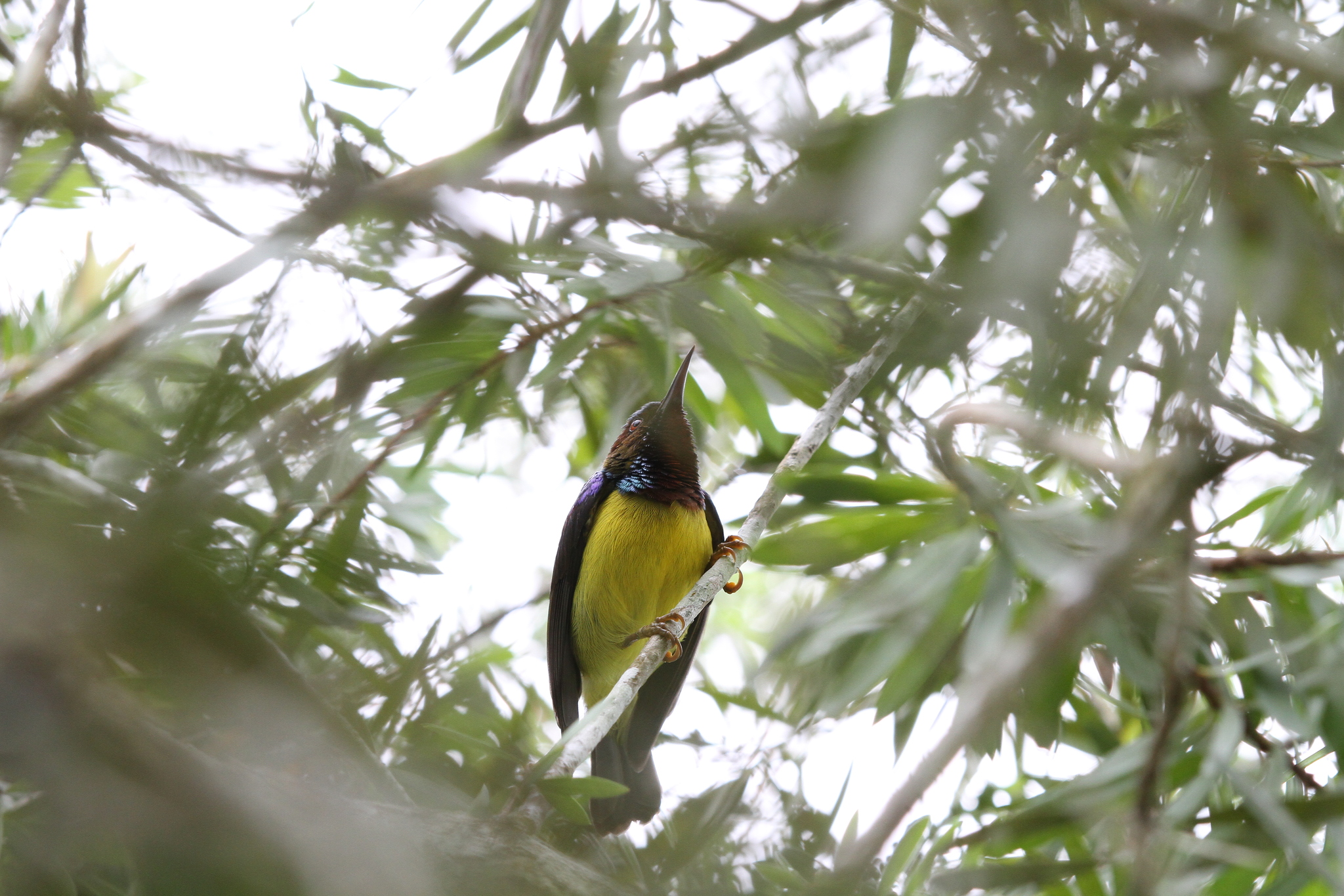 Red-throated Sunbird (Anthreptes rhodolaemus), photo 5