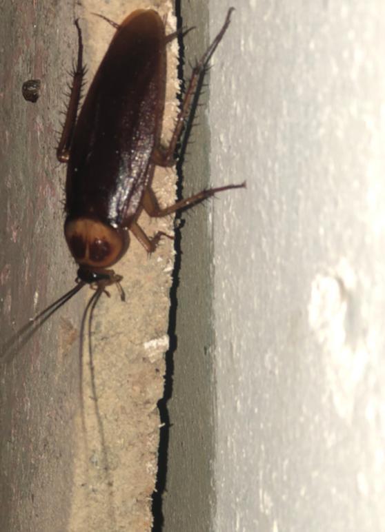 American Cockroach From Guerra, República Dominicana On October 29 