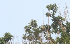 Treron fulvicollis