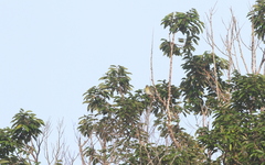 Treron fulvicollis