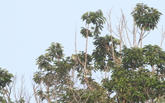 Treron fulvicollis