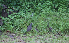 Amaurornis phoenicurus