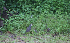 Amaurornis phoenicurus