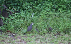 Amaurornis phoenicurus