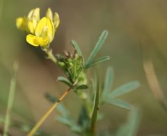 Medicago prostrata