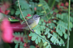 Leptocoma calcostetha