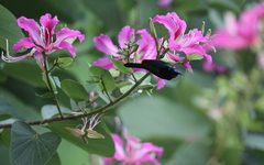 Leptocoma calcostetha