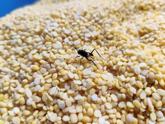 Evania appendigaster