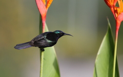 Leptocoma calcostetha