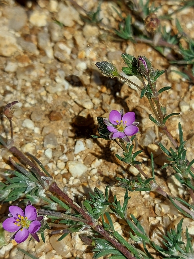 Spergula grandis