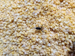 Evania appendigaster
