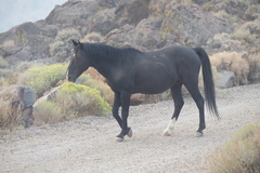 Equus caballus