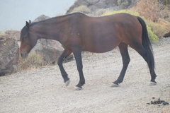Equus caballus