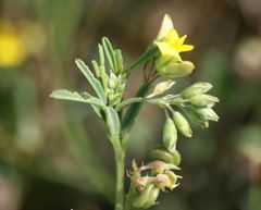 Medicago prostrata