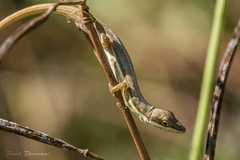 Anolis olssoni