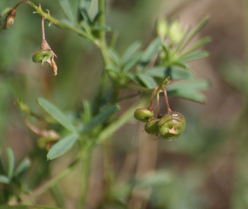 Medicago prostrata