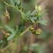 Medicago prostrata - Photo (c) Norbert Sauberer, some rights reserved (CC BY-NC), uploaded by Norbert Sauberer