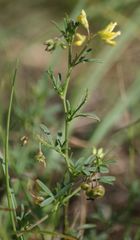 Medicago prostrata