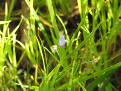 Wahlenbergia multicaulis