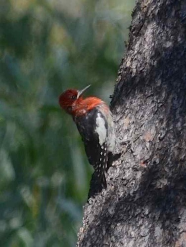 iNaturalist observation photo of Red-breasted Sapsucker