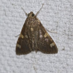 Rehimena leptophaes