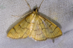 Anania labeculalis