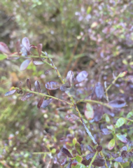 Vaccinium myrsinites