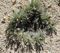 Raillardella argentea