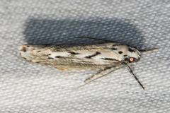 Ethmia semitenebrella