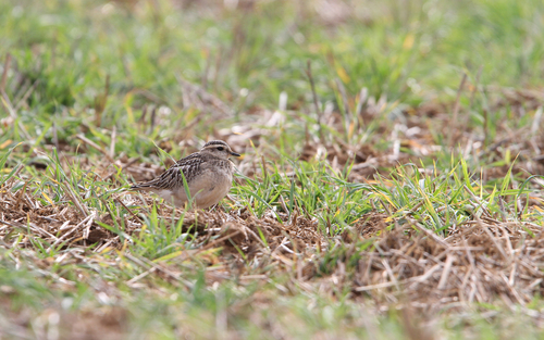 Eurasian Dotterel (Eudromias morinellus), photo 9