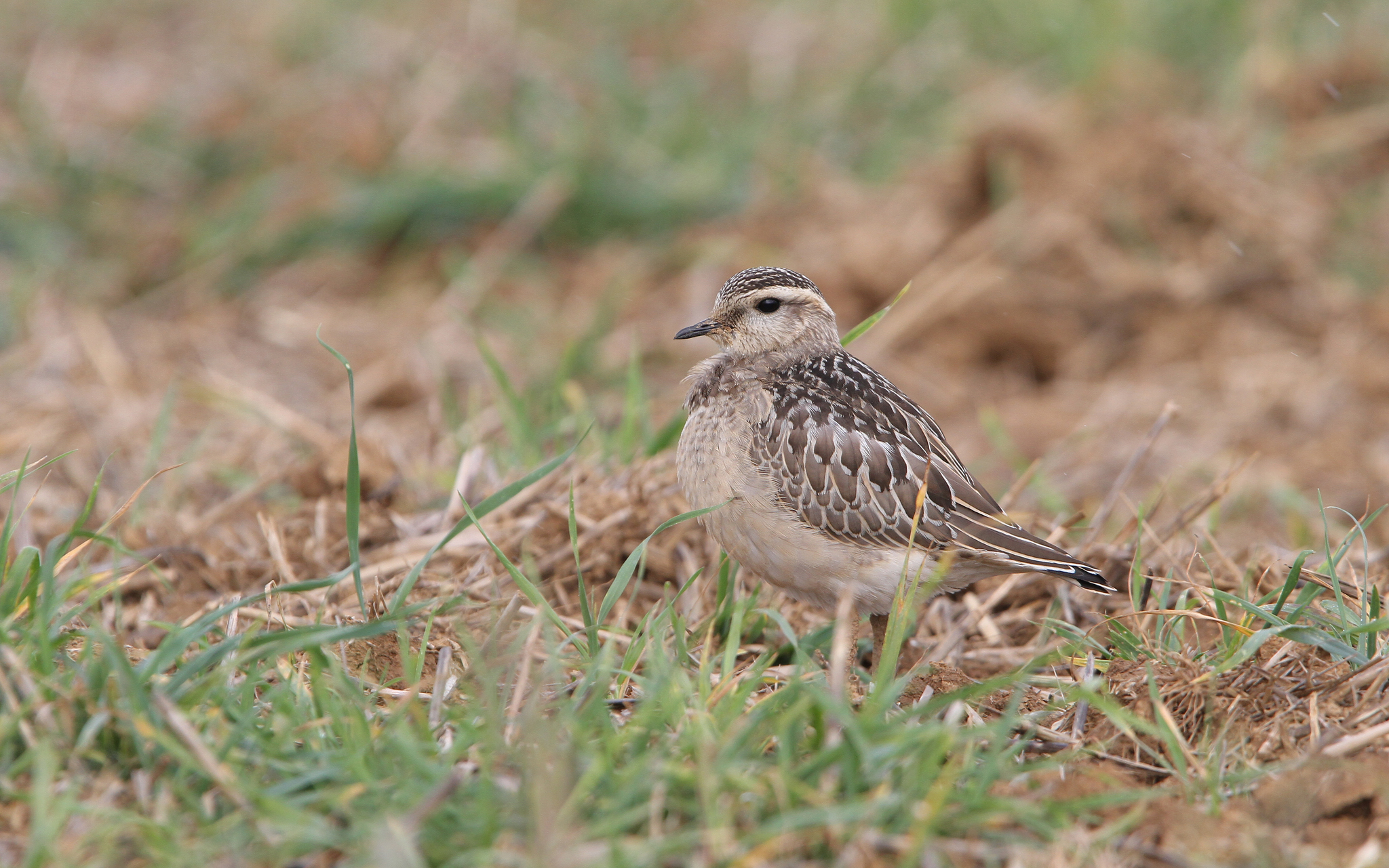 Eurasian Dotterel (Eudromias morinellus)