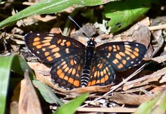 Chlosyne definita