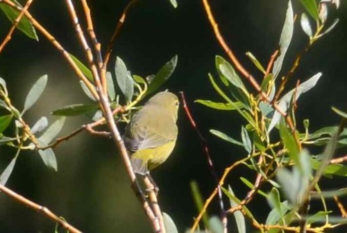 iNaturalist observation photo of Orange-crowned Warbler