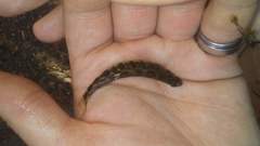 Percina nigrofasciata