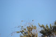 Haemorhous purpureus californicus