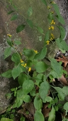 Solidago albopilosa