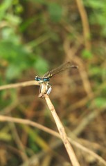 Platycnemis