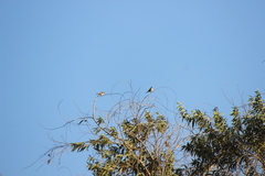 Haemorhous purpureus californicus