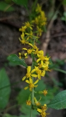Solidago albopilosa