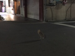 Gorsachius melanolophus