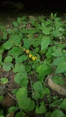 Solidago albopilosa