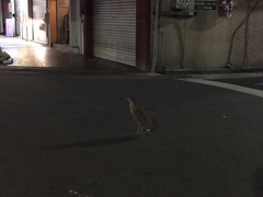 Gorsachius melanolophus