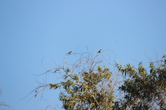 Haemorhous purpureus californicus