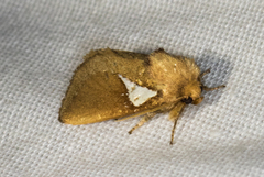 Prolimacodes trigona