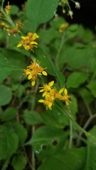 Solidago albopilosa