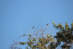 Haemorhous purpureus californicus