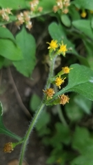 Solidago albopilosa