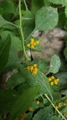 Solidago albopilosa
