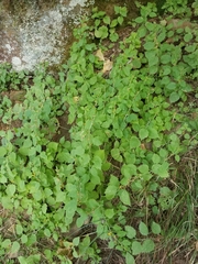 Solidago albopilosa