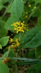 Solidago albopilosa